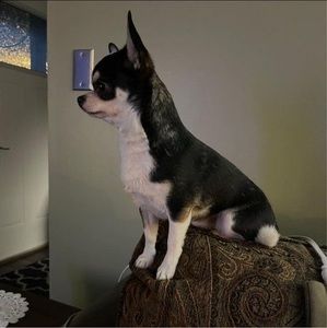 Meet your Posher, Brenda